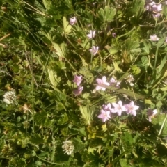 Geranium antrorsum at Cabramurra, NSW - 25 Dec 2022