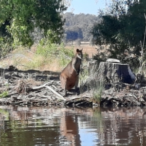 Wallabia bicolor at Acton, ACT - 25 Dec 2022