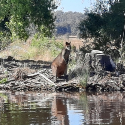 Wallabia bicolor (Swamp Wallaby) at Lake Burley Griffin West - 24 Dec 2022 by MB