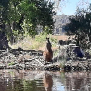 Wallabia bicolor at Acton, ACT - 25 Dec 2022