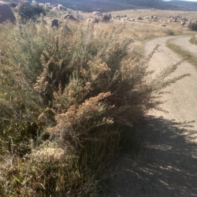 Ozothamnus secundiflorus (Cascade Everlasting) at Cabramurra, NSW - 25 Dec 2022 by mahargiani
