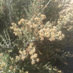 Ozothamnus secundiflorus at Cabramurra, NSW - 25 Dec 2022 09:39 AM