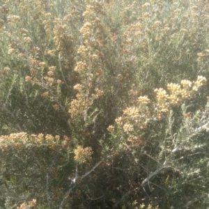 Ozothamnus secundiflorus at Cabramurra, NSW - 25 Dec 2022 09:39 AM