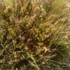 Bossiaea foliosa (Leafy Bossiaea) at Kosciuszko National Park - 24 Dec 2022 by mahargiani