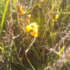 Bossiaea foliosa at Cabramurra, NSW - 25 Dec 2022