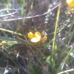 Bossiaea foliosa at Cabramurra, NSW - 25 Dec 2022