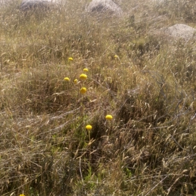 Craspedia sp. (Billy Buttons) at Cabramurra, NSW - 25 Dec 2022 by mahargiani