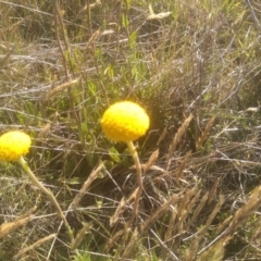 Craspedia sp. at Cabramurra, NSW - 25 Dec 2022