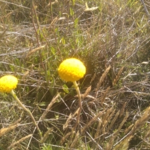 Craspedia sp. at Cabramurra, NSW - suppressed