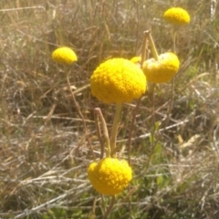 Craspedia sp. at Cabramurra, NSW - suppressed