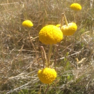 Craspedia sp. at Cabramurra, NSW - 25 Dec 2022