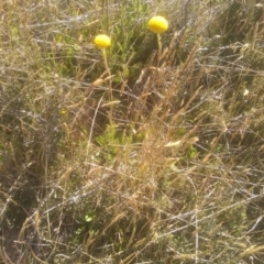 Craspedia sp. at Cabramurra, NSW - 25 Dec 2022