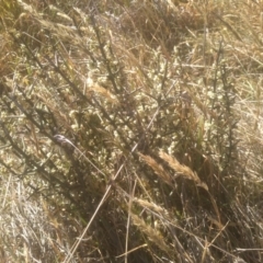 Discaria pubescens (Australian Anchor Plant) at Kosciuszko National Park - 24 Dec 2022 by mahargiani