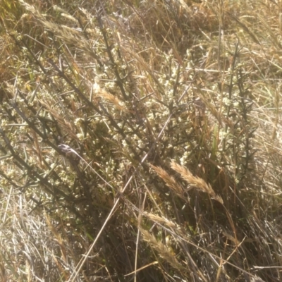 Discaria pubescens (Australian Anchor Plant) at Kosciuszko National Park - 24 Dec 2022 by mahargiani