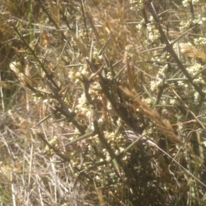 Discaria pubescens at Cabramurra, NSW - 25 Dec 2022