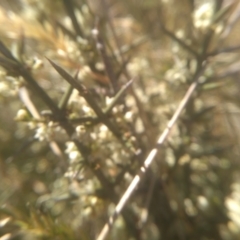 Discaria pubescens at Cabramurra, NSW - 25 Dec 2022