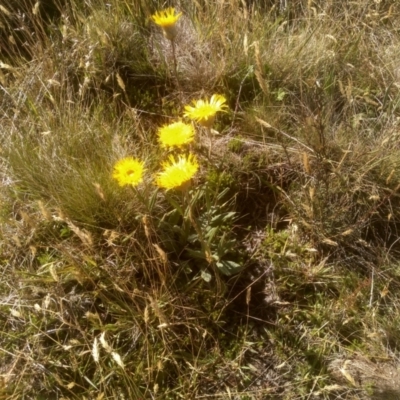Podolepis jaceoides (Showy Copper-wire Daisy) at Cabramurra, NSW - 25 Dec 2022 by mahargiani