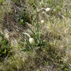 Podolepis jaceoides (Showy Copper-wire Daisy) at Cabramurra, NSW - 25 Dec 2022 by mahargiani