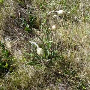 Podolepis jaceoides at Cabramurra, NSW - 25 Dec 2022