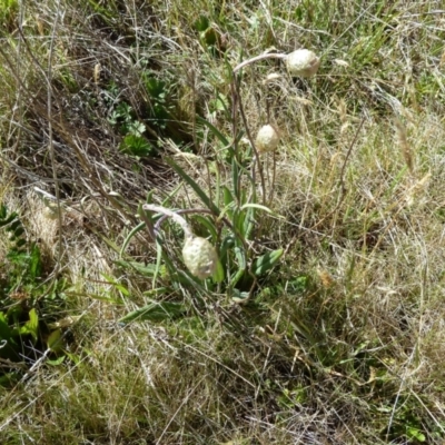 Podolepis jaceoides (Showy Copper-wire Daisy) at Kosciuszko National Park - 24 Dec 2022 by mahargiani