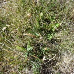 Podolepis jaceoides at Cabramurra, NSW - 25 Dec 2022