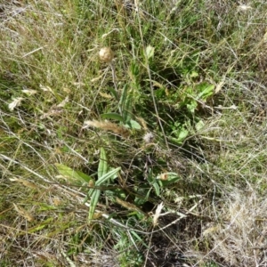 Podolepis jaceoides at Cabramurra, NSW - 25 Dec 2022