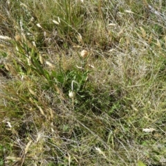 Podolepis jaceoides at Cabramurra, NSW - 25 Dec 2022