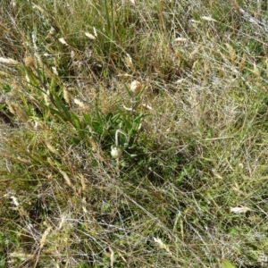 Podolepis jaceoides at Cabramurra, NSW - 25 Dec 2022