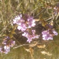 Euphrasia collina at Cabramurra, NSW - 25 Dec 2022 09:55 AM