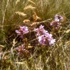 Euphrasia collina at Cabramurra, NSW - 25 Dec 2022 09:55 AM