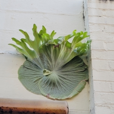 Platycerium superbum (Staghorn Fern) at Bellingen, NSW - 26 Dec 2022 by trevorpreston