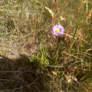 Brachyscome scapigera at Cabramurra, NSW - 25 Dec 2022 09:56 AM