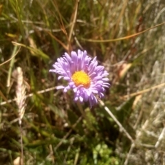 Brachyscome scapigera at Cabramurra, NSW - 25 Dec 2022 09:56 AM