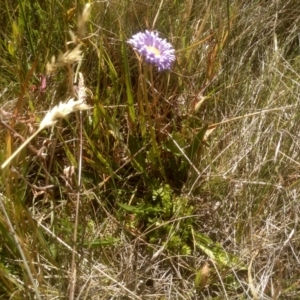 Brachyscome scapigera at Cabramurra, NSW - 25 Dec 2022 09:56 AM