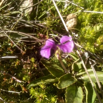 Viola betonicifolia (Mountain Violet) at Cabramurra, NSW - 25 Dec 2022 by mahargiani