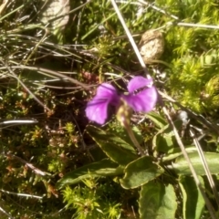 Viola betonicifolia (Mountain Violet) at Cabramurra, NSW - 24 Dec 2022 by mahargiani