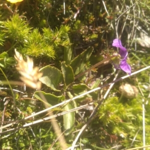 Viola betonicifolia at Cabramurra, NSW - 25 Dec 2022