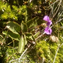 Viola betonicifolia at Cabramurra, NSW - 25 Dec 2022