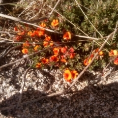 Pultenaea subspicata (Low Bush-pea) at Kosciuszko National Park - 24 Dec 2022 by mahargiani