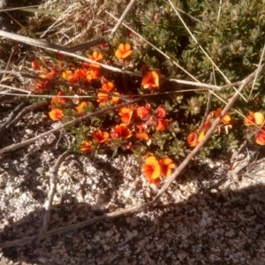 Pultenaea fasciculata at Broken Dam, NSW - 25 Dec 2022