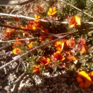 Pultenaea subspicata at Kosciuszko National Park - 25 Dec 2022 10:03 AM