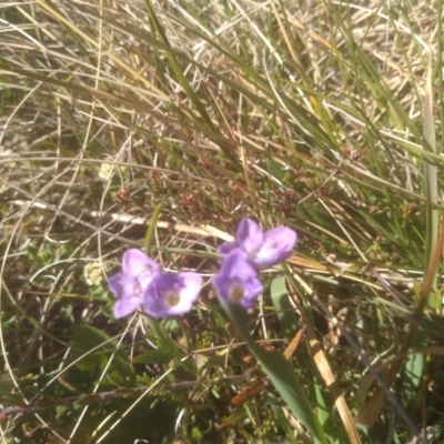 Veronica gracilis (Slender Speedwell) at Broken Dam, NSW - 25 Dec 2022 by mahargiani