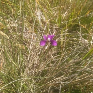 Viola betonicifolia at Broken Dam, NSW - 25 Dec 2022 10:06 AM