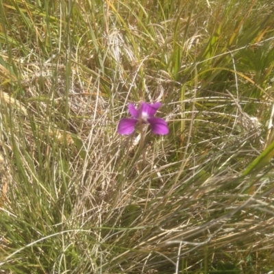 Viola betonicifolia (Mountain Violet) at Broken Dam, NSW - 24 Dec 2022 by mahargiani