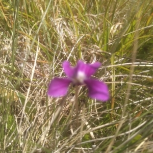 Viola betonicifolia at Broken Dam, NSW - 25 Dec 2022