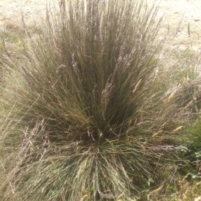 Poa labillardierei (Common Tussock Grass, River Tussock Grass) at Cabramurra, NSW - 25 Dec 2022 by mahargiani