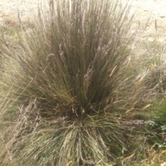 Poa labillardierei (Common Tussock Grass, River Tussock Grass) at Cabramurra, NSW - 24 Dec 2022 by mahargiani