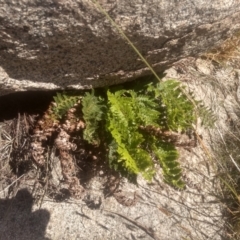 Polystichum proliferum (Mother Shield Fern) at Cabramurra, NSW - 25 Dec 2022 by mahargiani