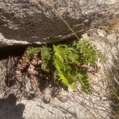 Polystichum proliferum (Mother Shield Fern) at Cabramurra, NSW - 24 Dec 2022 by mahargiani