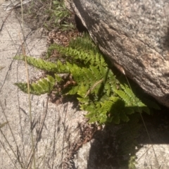 Polystichum proliferum at Cabramurra, NSW - 25 Dec 2022